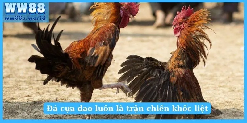 Đá cựa dao luôn là trận chiến khốc liệt