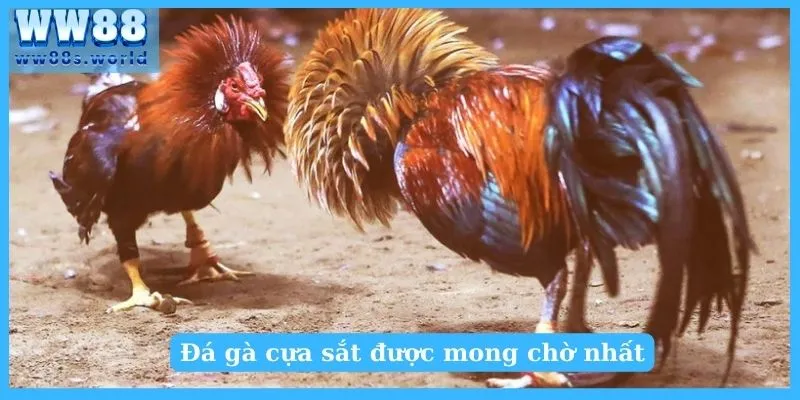 Đá gà cựa sắt được mong chờ nhất