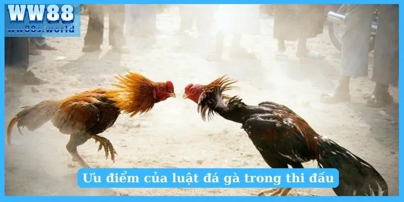 Ưu điểm của luật đá gà trong thi đấu